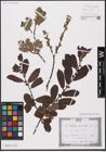 Foto von Salix aurita L.